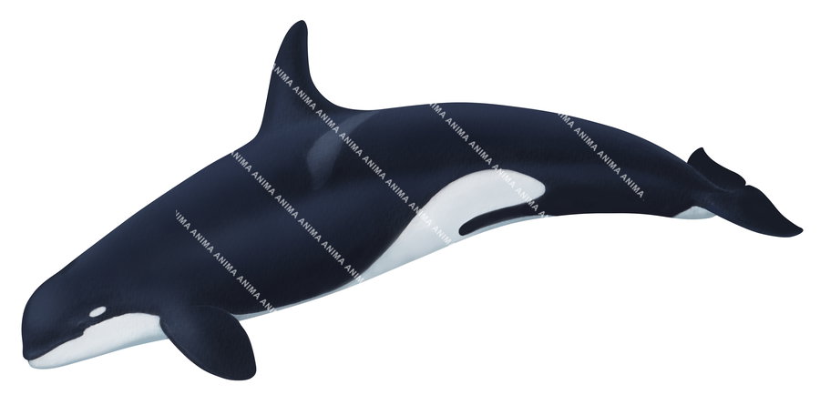 Fine Art Print of the Killer Whale by Roger Swainston