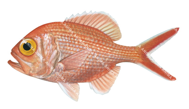 Scientific illustration of a Yelloweye Redfish,Centroberyx australia on white background, side view, colourful.