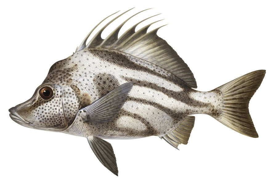 Beautiful naturalist fish painting of the Yellowpotted Boardfish by Roger Swainston