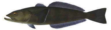 10008_Patagonian_Toothfish_Dissostichus_eleginoides_ANIMA.jpg