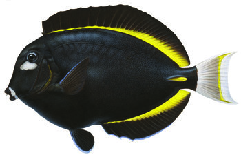 10014_Velvet_Surgeonfish_Acanthurus_nigricans_ANIMA.jpg