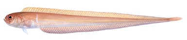 10016_Red_Bandfish_Cepola_schlegelii_ANIMA.jpg