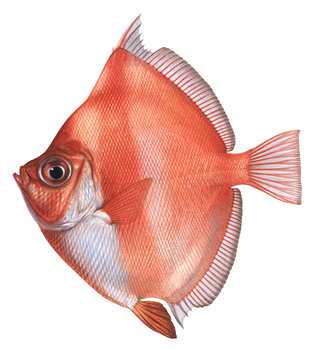 10026_Robust_Deepsea_Boarfish_Antigonia_capros_ANIMA.jpg