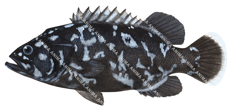 Bass Groper Juvenile,Polyprion americanus,High quality illustration by Roger Swainston