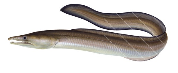 Darkfin Pike Eel,Muraenesox cinereus,Realistic painting by Roger Swainston
