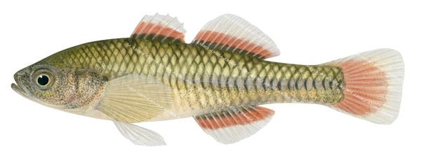 Carp Gudgeon,Hypseleotris klunzingeri|Accurate High Res Scientific illustration 