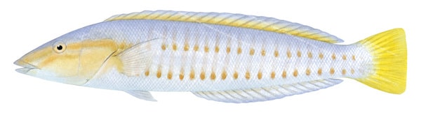 Pale Slender Wrasse, Female,Hologymnosus longipes |High quality Illustration by R. Swainston