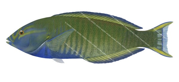 High quality realistic illustration of the Ringed Slender Wrasse, Male,Hologymnosus annulatus