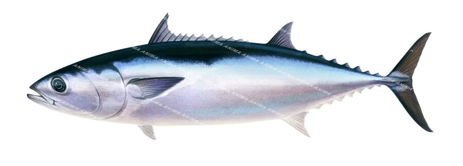 Slender Tuna,Allothunnus fallai, painting by Roger Swainston