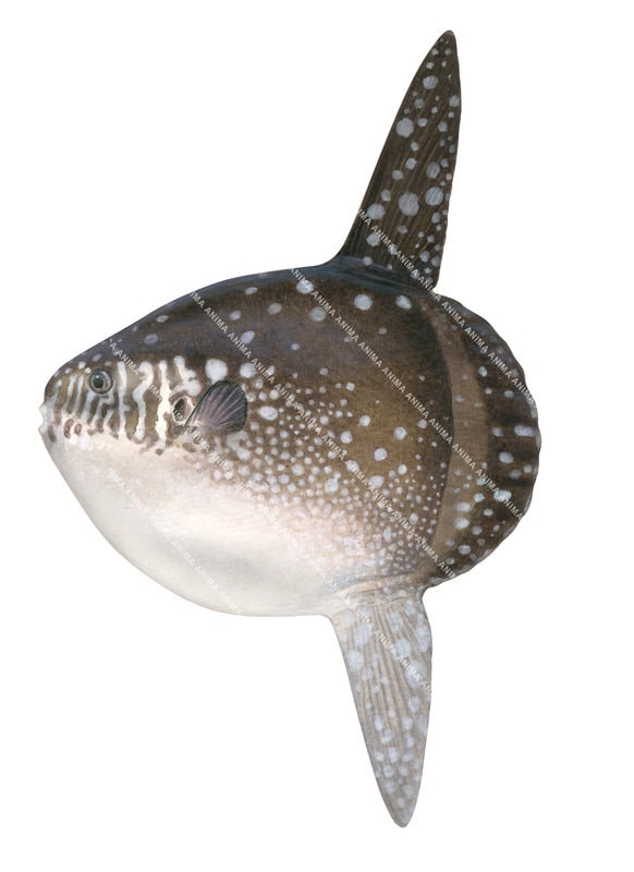 illustration of the Bumphead Sunfish,juvenile,Mola alexandrini by Roger Swainston