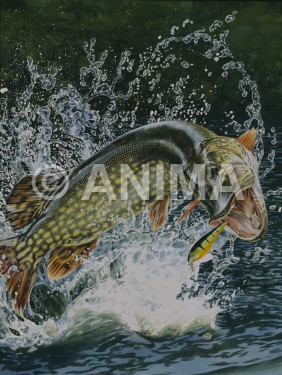 Pike/Brochet jumping out of waterchasing fishing lure,Esox lucius |High quality freshwater fish image by R.Swainston