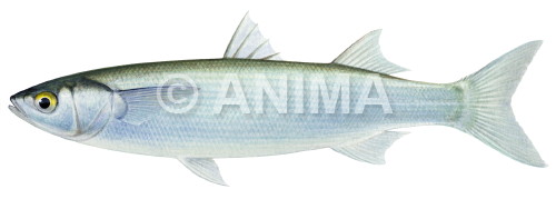 Yelloweye Mullet-3,Aldrichetta forsteri| High quality scientific illustration by Roger Swainston