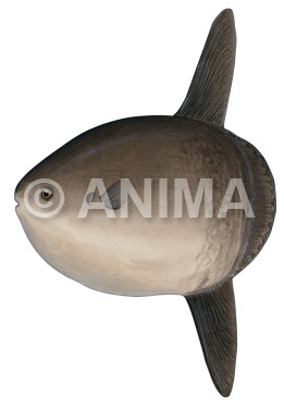 Short Sunfish,Mola ramsayi.Scientific fish illustration by Roger Swainston