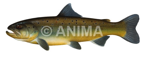 Realistic painting of the Brown Trout Corsica signed by the artist Roger Swainston