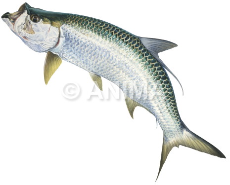 Realistic painting of the Atlantic Tarpon signed by the artist Roger Swainston 