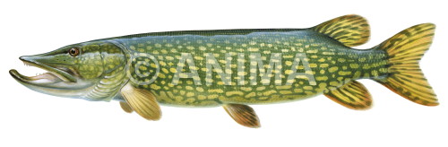 Realistic painting of the Pike/Brochet,Esox lucius signed by the artist Roger Swainston 