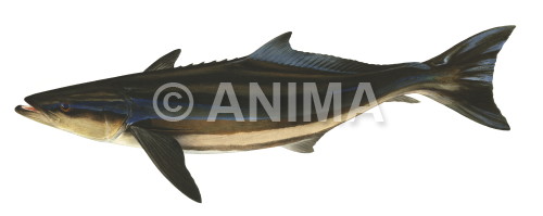 Realistic painting of the Cobia signed by the artist Roger Swainston