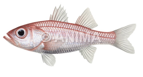 Realistic painting of the Glowbelly Seabass signed by the artist Roger Swainston