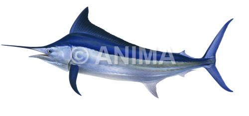 Realistic painting of the Black Marlin signed by the artist Roger Swainston