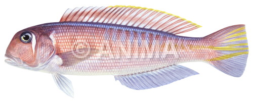 Realistic painting of the Red Tilefish signed by the artist Roger Swainston