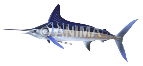 Realistic painting of the Striped Marlin signed by the artist Roger Swainston