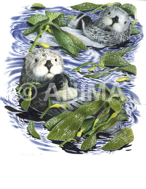Realistic painting of a gorgeous couple of Sea Otter signed by the artist Roger Swainston 