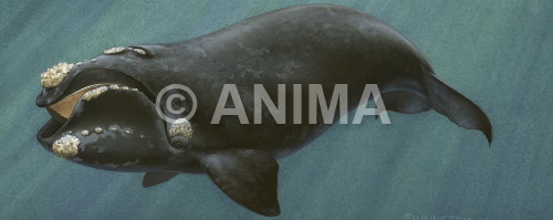 Realistic painting of the swimming Southern Right Whale signed by the artist Roger Swainston