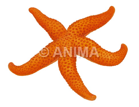 Realistic painting of the Starfish signed by the artist Roger Swainston