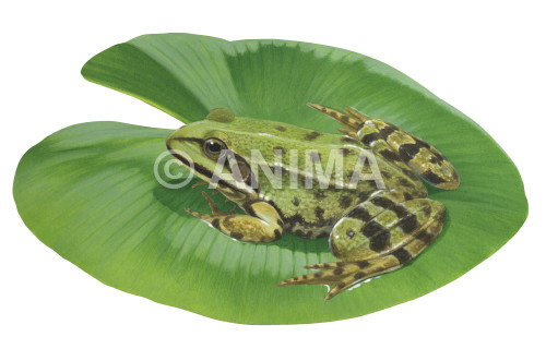 Realistic painting of the Green Frog on nenuphar signed by the artist Roger Swainston 