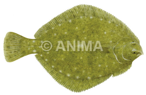 Realistic painting of the Greenback Flounder signed by the artist Roger Swainston