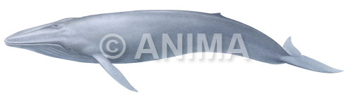 Realistic painting of the Blue Whale signed by the artist Roger Swainston 