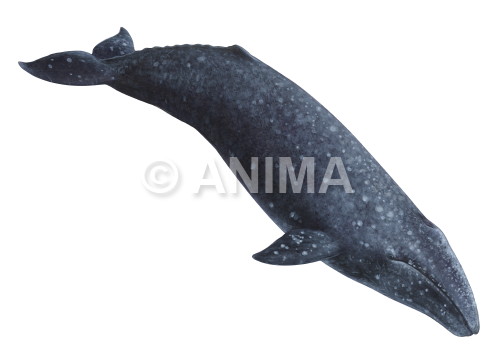 Realistic painting of the Grey Whale signed by the artist Roger Swainston