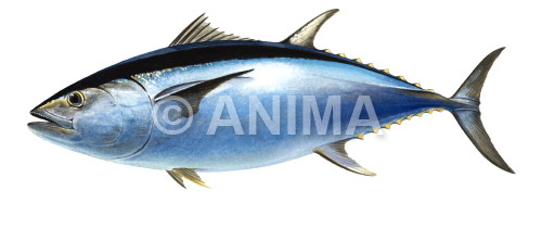 Realistic painting of the Northern Bluefin Tuna/Thon rouge,Thunnus thynnus signed by the artist Roger Swainston