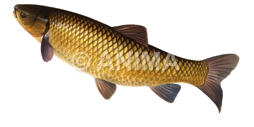 Realistic painting of the Grass carp/Amour blanc signed by the artist Roger Swainston 