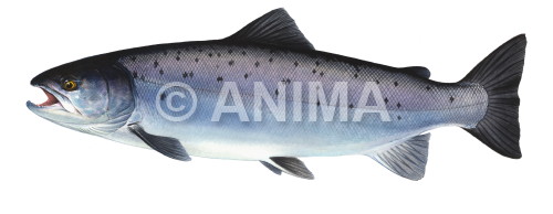 Realistic painting of the Atlantic Salmon /Saumon Atlantique,Salmo salar signed by the artist Roger Swainston