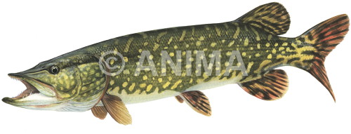 Realistic painting of the Pike/Brochet,Esox lucius signed by the artist Roger Swainston,Acrylic on Archival paper