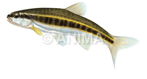 Realistic painting of the Minnow/Vairon signed by the artist Roger Swainston Acrylic on Archival paper