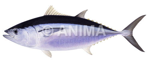 Realistic painting of the Southern Bluefin Tuna signed by the artist Roger Swainston 