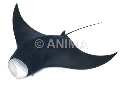 Realistic painting of the swimming Manta Ray signed by the artist Roger Swainston