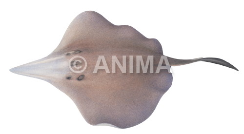 Realistic painting of the Six gill Stingray signed by the artist Roger Swainston