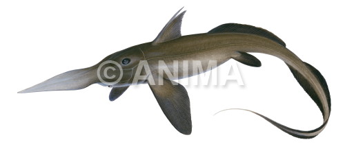 Realistic painting of the Pacific Spookfish,Rhinochimacra pacifica signed by the artist Roger Swainston 