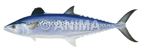 Indo Pacific King Mackerel | Marine Images by Roger Anthony Swainston | Anima