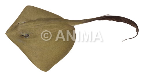 Realistic painting of the Cowtail Stingray signed by the artist Roger Swainston