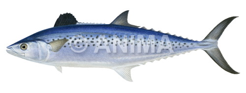 Realistic painting of the Indo-Pacific King Mackerel signed by the artist Roger Swainston 