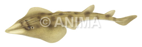 Realistic painting of the Western Shovelnose Ray,Aptychotrema vincentiana signed by the artist Roger Swainston 