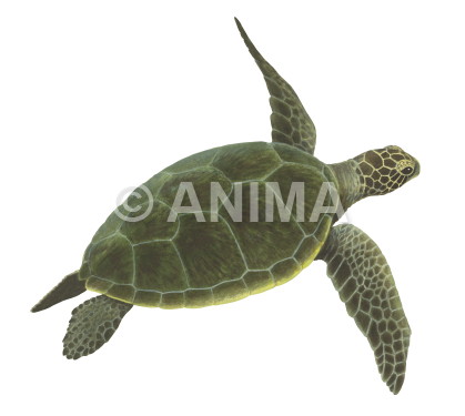 Realistic painting of the Green Turtle,Chelonia midas signed by the artist Roger Swainston