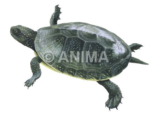 Realistic painting of the Pond Turtle signed by the artist Roger Swainston