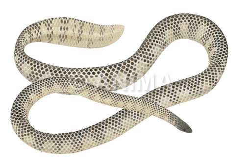 Realistic original painting of the Brown-lined Sea Snake signed by the artist Roger Swainston