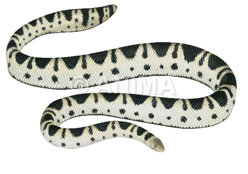 Realistic original painting of the Olive-headed Sea Snake signed by the artist Roger Swainston 