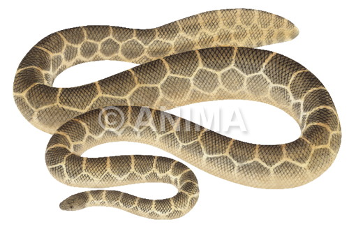 Realistic original painting of the Geometrical Sea Snake signed by the artist Roger Swainston